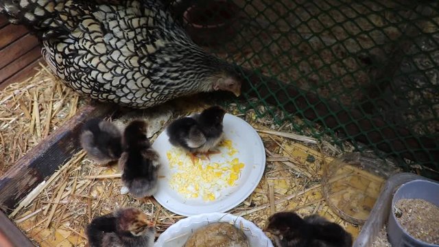 Chicks of American Wyandots