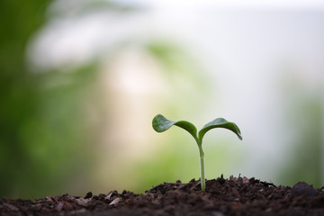 Young green sapling planting with water drop dew