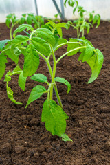 Smart farming with IoT, futuristic agriculture concept, cultivating ecological agricultural using innovative technologies