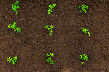 Smart farming with IoT, futuristic agriculture concept, cultivating ecological agricultural using innovative technologies