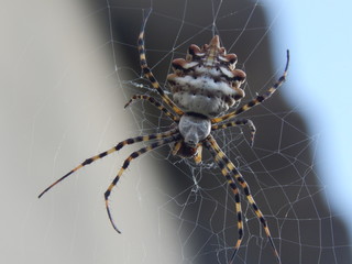 spider
