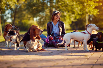 Walking dogs - woman dog walker enjoying with dogs. - obrazy, fototapety, plakaty