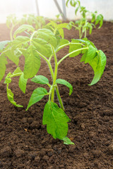 Smart farming with IoT, futuristic agriculture concept, cultivating ecological agricultural using innovative technologies