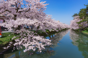 hirosaki park cherry blossoms in japan 弘前公園の桜 青森県弘前市
