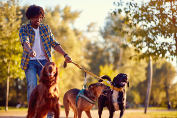 Walking dogs - man dog walker enjoying with dogs. - obrazy, fototapety, plakaty
