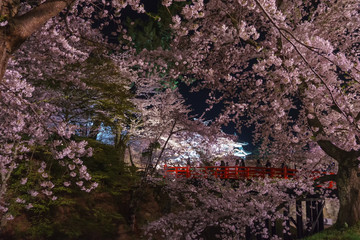 Fototapeta na wymiar hirosaki park night cherry blossoms 弘前公園の夜桜ライトアップ