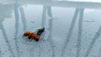 A dead wasp from drowning was placed beside the pool.