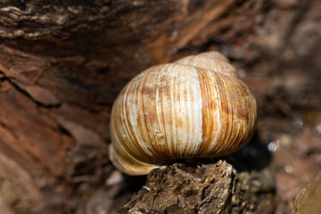 Big snail in shell in the garden on tree trunk