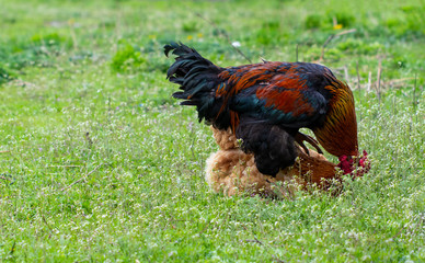 rooster is mating with chicken on a background of green grass