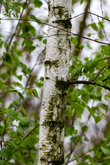 birch forest in sunlight in the morning