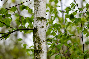 Obraz premium birch forest in sunlight in the morning