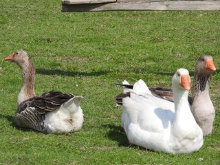 Geese in the grass. Domestic bird. Flock of geese. White geese.