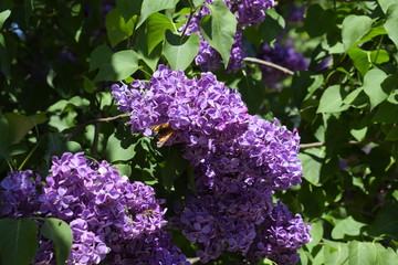 Butterfly Vanessa cardui on lilac flowers. Pollination blooming lilacs.