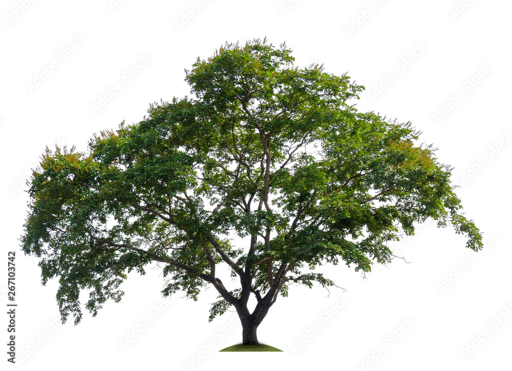 Poster single tree with clipping path