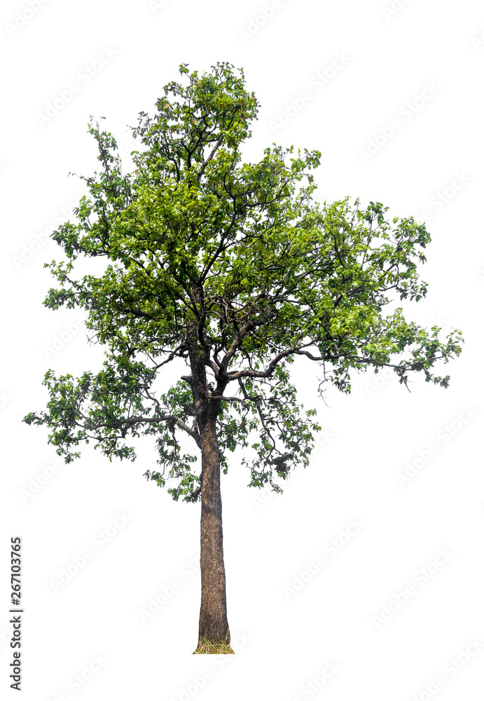 Poster single tree with clipping path