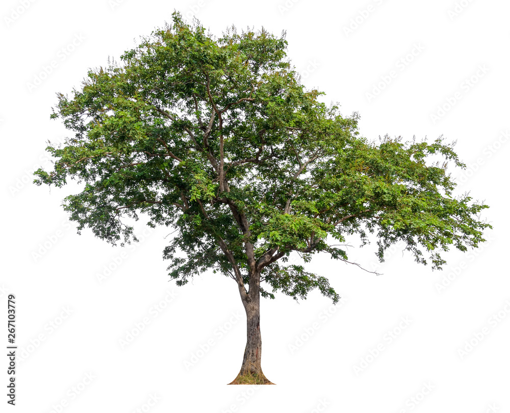 Poster single tree with clipping path