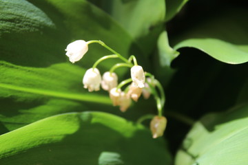 Obraz na płótnie Canvas Convallaria majalis common Lily of the valley in blossom with beautiful white bell flowers