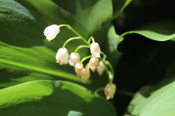 Convallaria majalis common Lily of the valley in blossom with beautiful white bell flowers