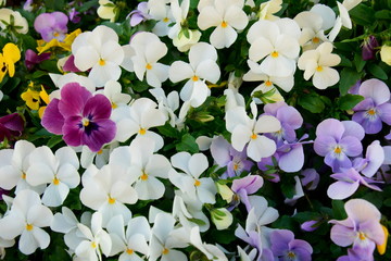 Flowerbed of multi-colored pansy flowers in the garden. Background  of blooming pansy flowers. Close-up. Selective focus.