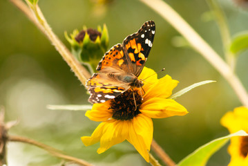 Fototapeta na wymiar Orange Butterfly on Sunflower
