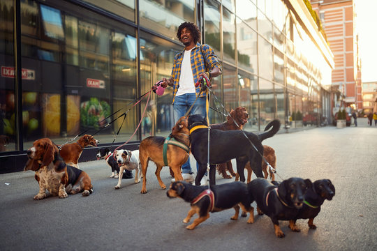 Happy Dog Walker Man In The Street With Lots Of Dogs.