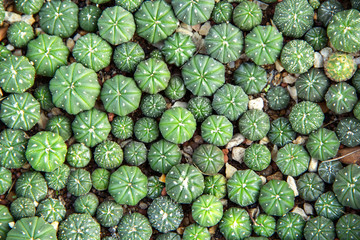 Background Sapling of Many Sand Dollar Cactus astrophytum asterias