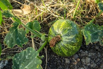 Raw results pumpkin on the tree ivy traditional native species of Thailand on the ground soil in an...