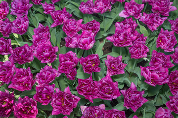 Fototapeta premium spring flowers in a Dutch garden