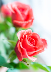 Macro closeup two orange red roses with water rain drops and bokeh blurry background