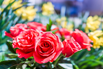 Macro closeup of orange red rose bouquet outside in park garden