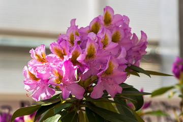Rhododendron of the Academia Scientiarum species.