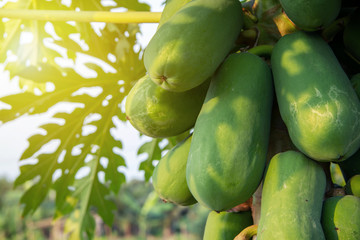 Clos up many fresh results of papaya ( Carica papaya ) Papayas, Papaw, Pawpaw on the tree in...