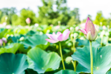 Many blooming pink bright lotus flowers in Kenilworth Aquatic Gardens pond