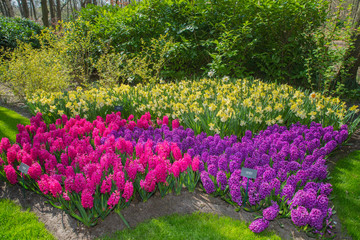 spring flowers in a Dutch garden