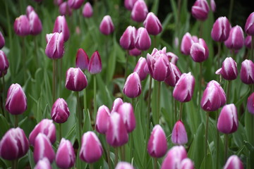 Fototapeta premium Violet colored tulips blooming in Central Park