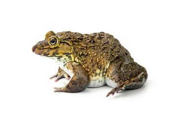 Chinese edible frog, East Asian bullfrog, Taiwanese frog (Hoplobatrachus rugulosus) with breeding husbandry is economic animals in agriculture of Thailand. isolated on white background.