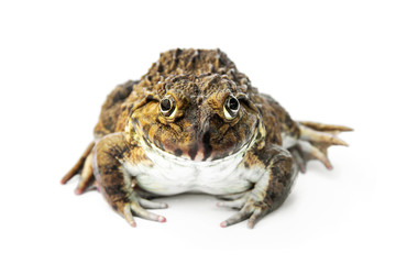 Front The smiling face of Chinese edible frog, East Asian bullfrog, Taiwanese frog (Hoplobatrachus rugulosus) isolated on white background.