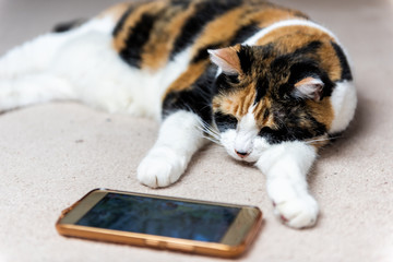 Closeup of calico cat face sleeping looking at watching smartphone mobile cell phone video screen of birds and animals on carpet floor inside house