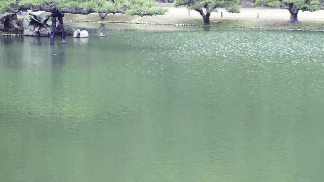 日本庭園の池と松の木