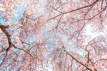 Fototapety  Looking up at pink cherry blossom sakura trees isolated against blue sky perspective with flower petals hanami in spring