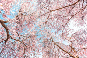 Foto auf Acrylglas Looking up at pink cherry blossom sakura trees isolated against blue sky perspective with flower petals hanami in spring © Kristina Blokhin