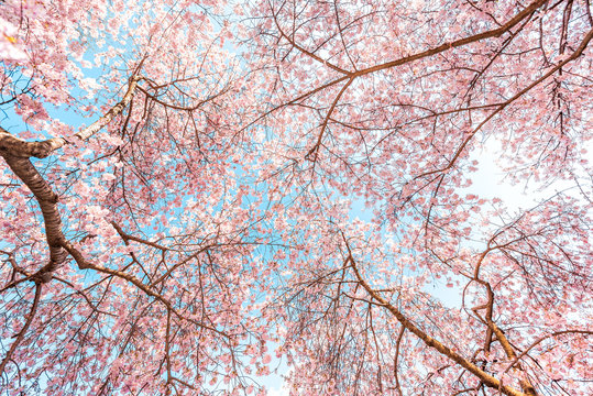 Looking up at pink cherry blossom sakura trees isolated against blue sky perspective with flower petals hanami in spring