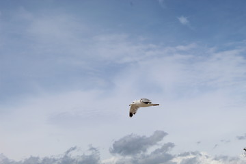 Seagull Flies Through Cloudy Sky