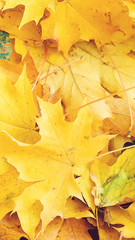Autumn leaves. Autumn background. Fallen yellow maple leaves. Top view. Autumn card.