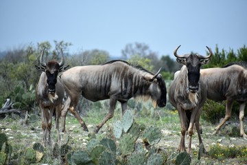 wildebeest portrait in the desert