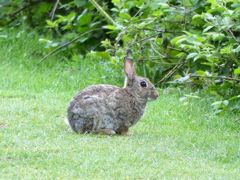 Wild rabbit on Chorleywood Common, Hertfordshire, UK