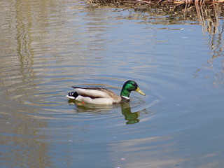 Spring, Park, lake. Ducks flew to the lake. Blue sky, blue lake, wild ducks in the Park.