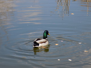 Spring, Park, lake. Ducks flew to the lake. Blue sky, blue lake, wild ducks in the Park.