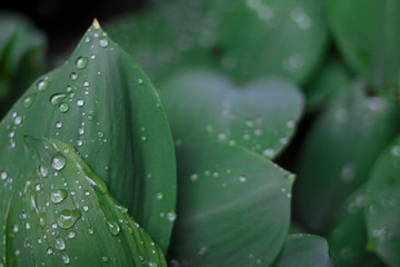green leaf with water drops background 