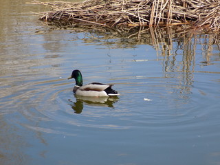 Spring, Park, lake. Ducks flew to the lake. Blue sky, blue lake, wild ducks in the Park.